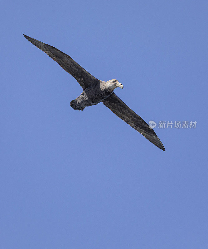 南方巨海燕，Macronectes giganteus，飞过福克兰群岛。